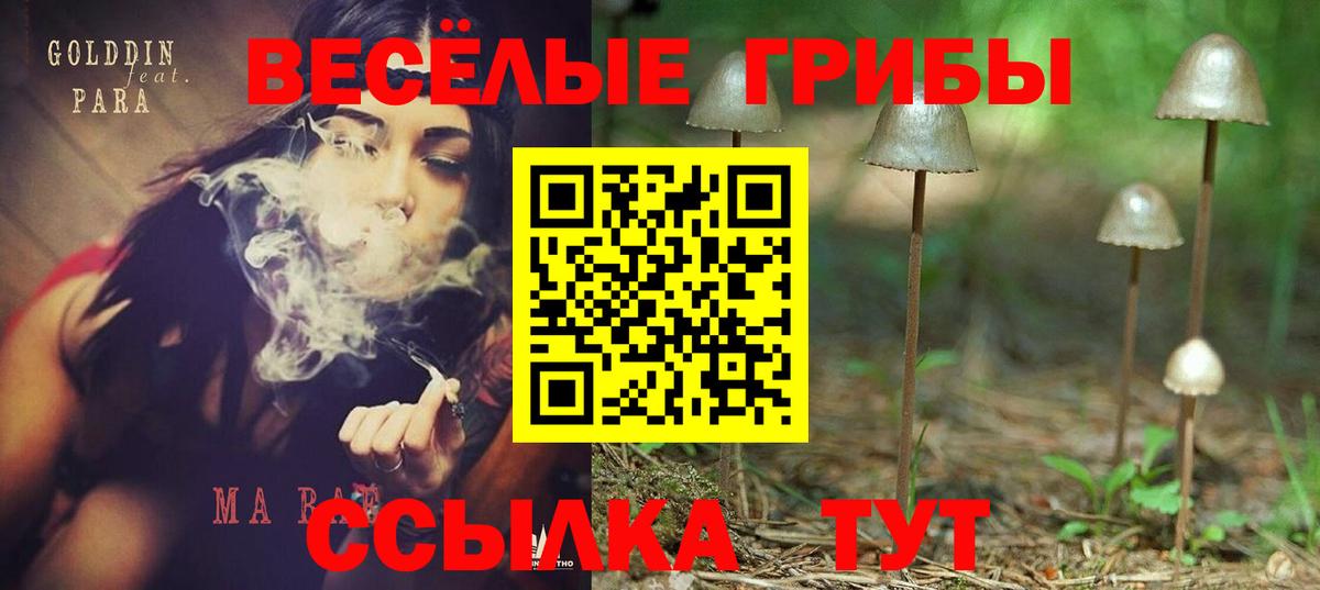Псилоцибиновые грибы Psilocybine cubensis  Вологда 
